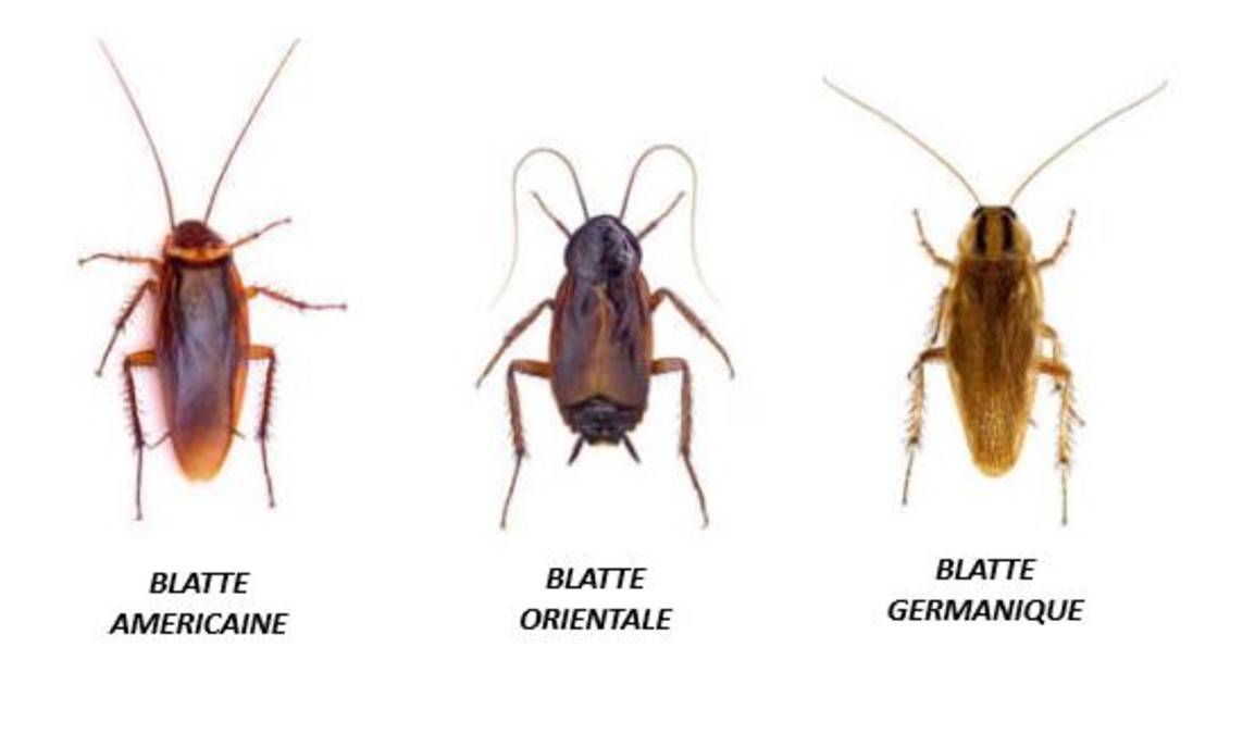 reconnaitre-cafard-blatte-germanique-traitement-eco-responsable