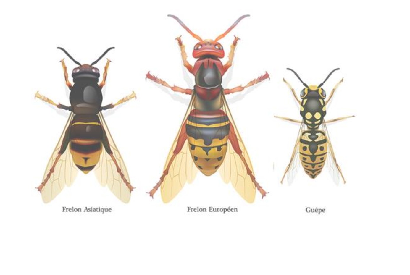 destruction-nid-frelon-asiatique-nice-06-intervention-rapide