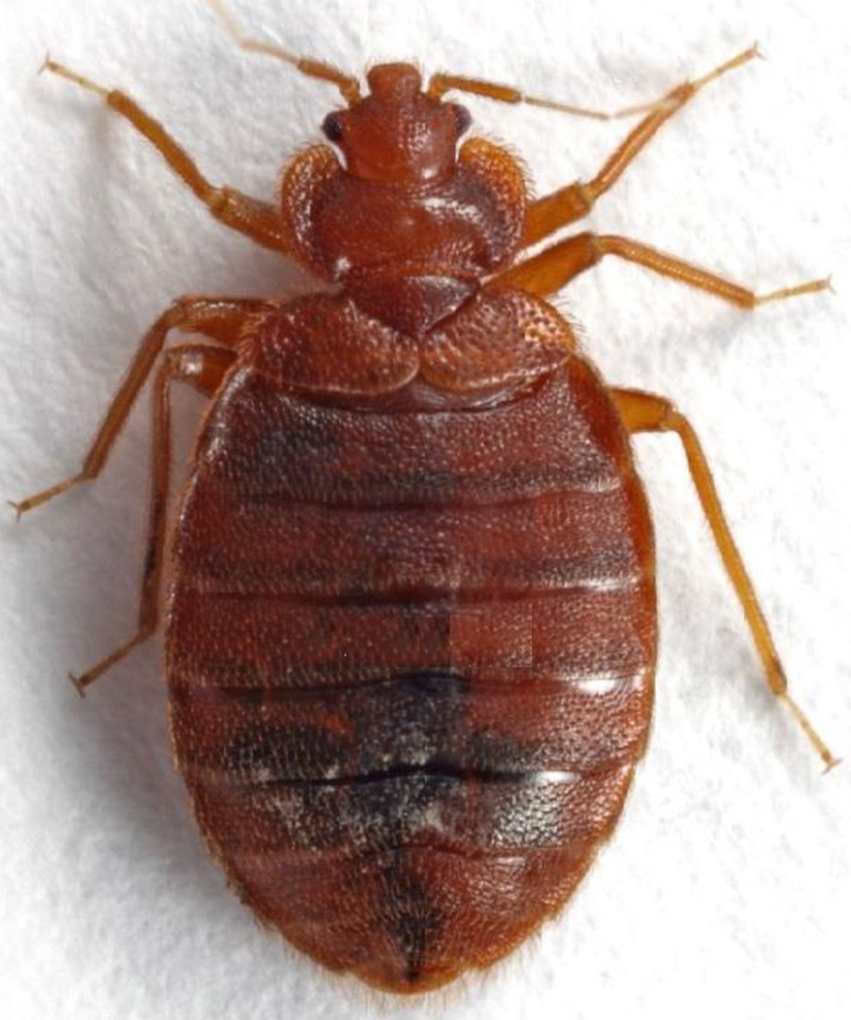 identification-punaise-de-lit-nice-expertise-biocide