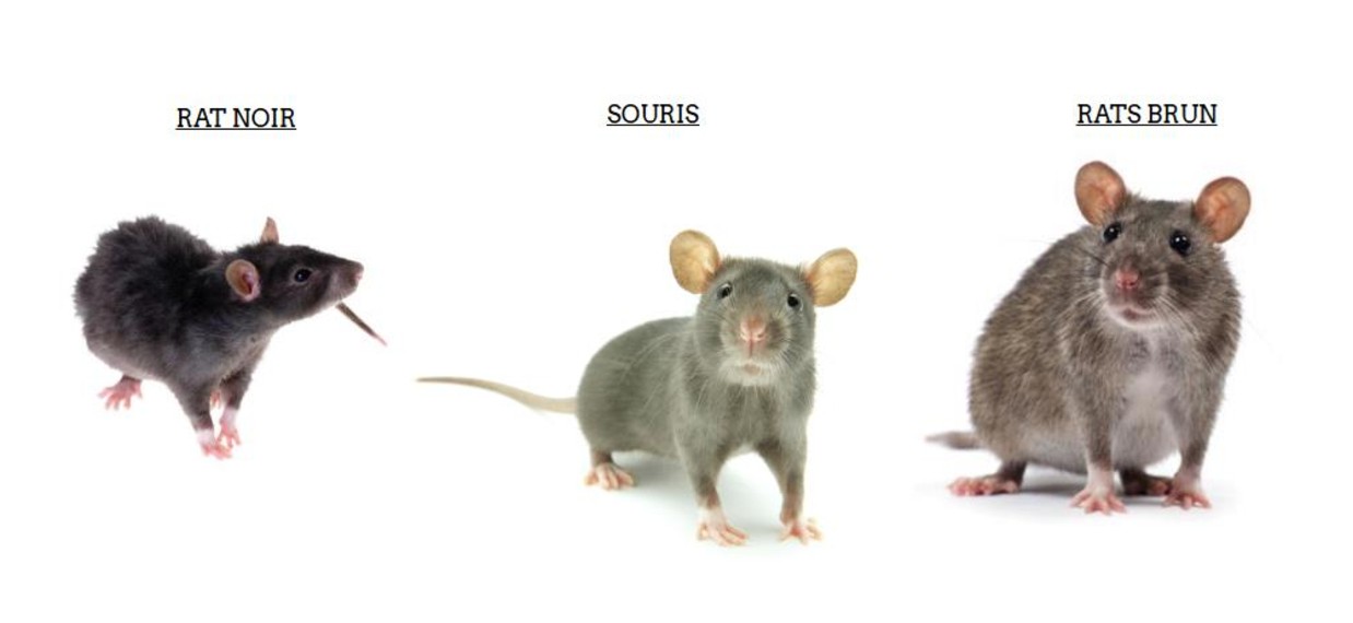 signes-presence-rats-souris-deratisation-nice-06